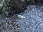 SX24757 Seal pup.jpg